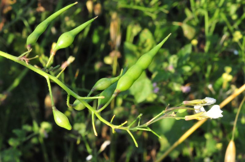 Raphanus raphanistrum